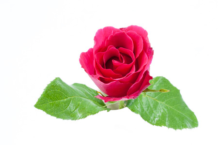 Red Rose isolated over whiteの写真素材