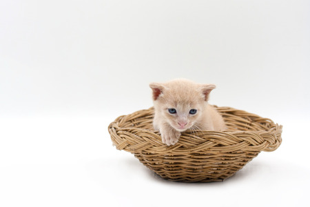 kitten on a white backgroundの写真素材