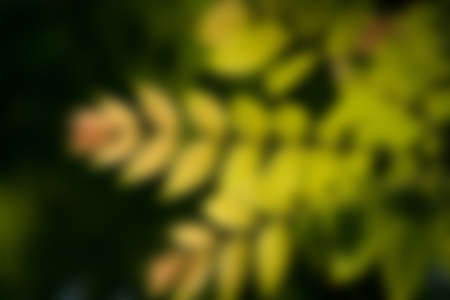 Abstract Blurred nature green Backgroundsの写真素材