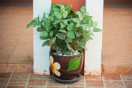 Young tree in stylish ceramic potの写真素材