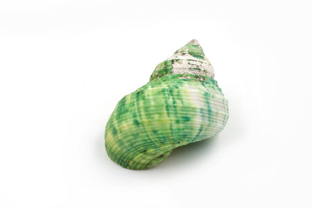 green Sea shells on white backgroundの写真素材
