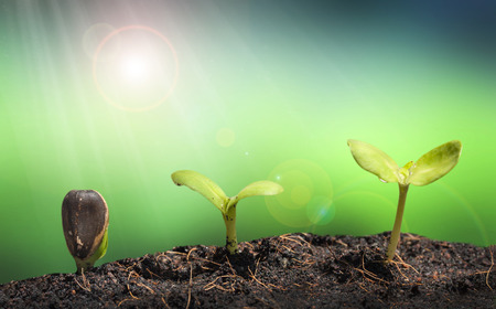 Small plant on pile of soil with Lens flare, green nature conceptの写真素材