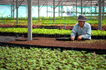 BANGKOK, THAILAND: February 24, 2010: Thailand women are planting a tree in the house.のeditorial素材