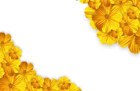 marigold flower isolated on white backgroundの写真素材