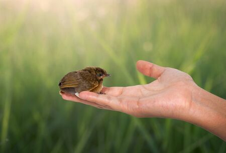 bird on a women hand and nauute backgroundの写真素材