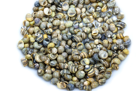 Sea shells collected on the coast of Thailand as backgroundの写真素材