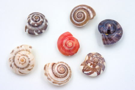 Sea shells collected on the coast of Thailand on white background, Focus red clam.の写真素材
