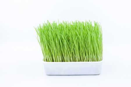 Green pet grass, cat grassの写真素材