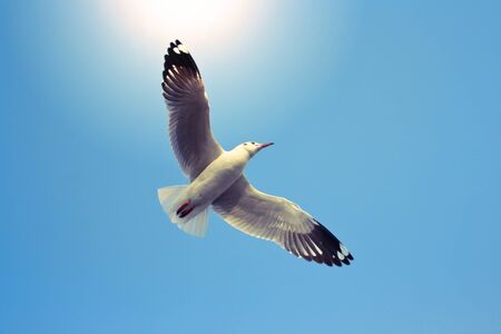 vintage effect style of Flying birds on blue skyの写真素材