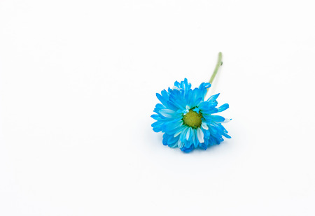 blue Chrysanthemum flower isolated on white backgroundの写真素材