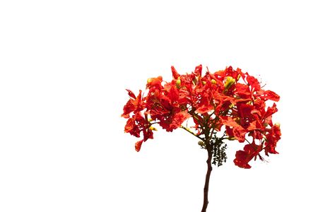 Flam-boyant flower isolatedo n white backgroundの写真素材