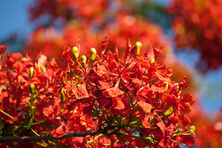 Flame Tree flower, Royal Poinciana flower on blue skyの写真素材