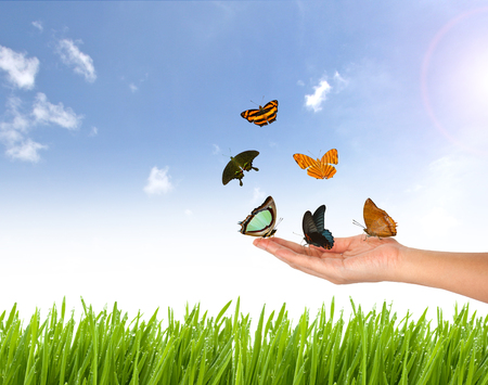 butterfly on Hand and nature blue sky, fresh  green grass backgroundの写真素材