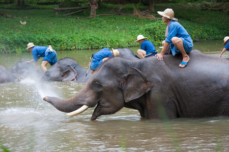 LAMPANG, THAILAND - MAR. 26: Daily elephants bath at The Thai Elephant Conservation Center TECC, mahouts bathe and clean the elephants in the the river , March 26, 2006 in Lampang, Thailand.のeditorial素材
