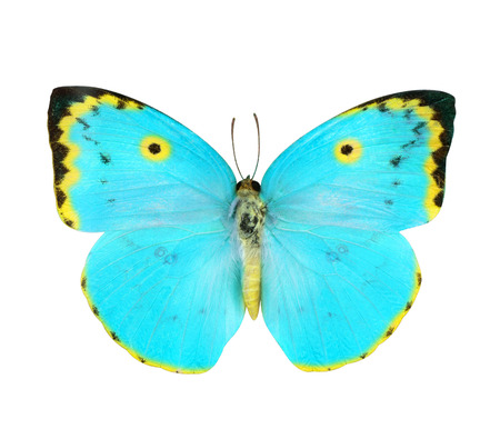 Blue and Yellow butterfly isolated on white backgroundの写真素材