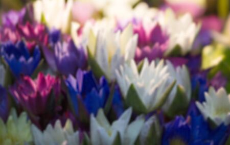 blurred of colorful many thai lotus flowerの写真素材