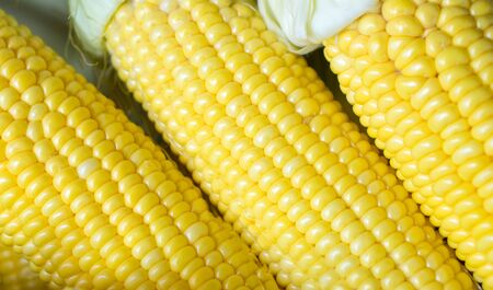 Close up photo of Grains ripe corn