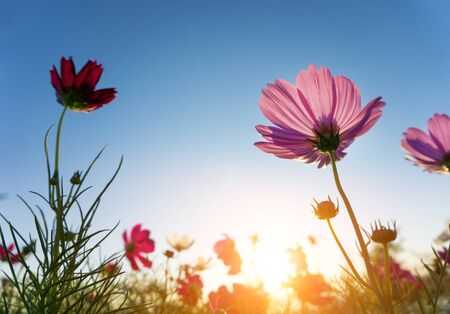 Pink cosmos flower in blue sky background - lens flare and sunlight.の写真素材