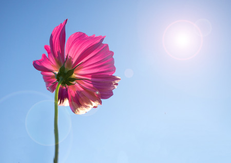 Pink cosmos flower in blue sky background - lens flare and sunlight.の写真素材
