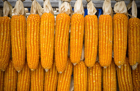 Many of Yellow dried corn bundle backgroundの写真素材
