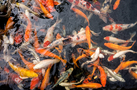 Many Colorful koi fish in a waterの写真素材