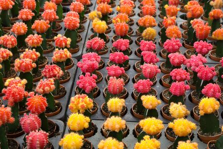 Red and yellow cactus flower desert plant.の写真素材