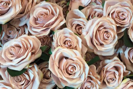 Orange rose for backgrounds - fresco filter effectの写真素材