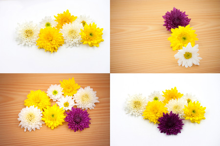 Many daisy flower arrangement collection. collage of daisy flowerの写真素材