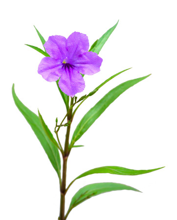 one violet flower isolated on white backgroundの写真素材