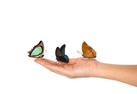 Three butterfly on female Hand isolated and white backgroundの写真素材