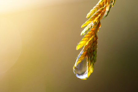 Natural green background with bokeh from Morning dew.の写真素材
