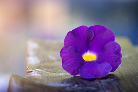 Selective focus of 1 Thunbergia violet flowers on blue backgroundの写真素材