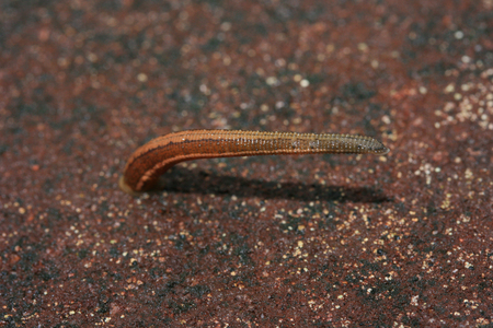 blood sucker leech slowly moving on cement floor from tropical forest , Southeast Asia.の写真素材
