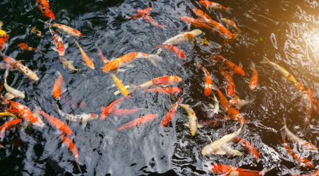 Many Fancy carp or Called Koi fish swimming in carp pond. Sun light filter effect.