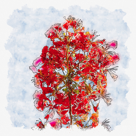 Illustration or watercolor paint of The Red Flower with blue sky background.の写真素材
