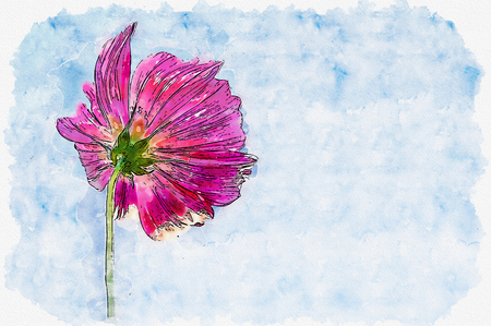 Watercolor painting illustration of Pink cosmos flower in blue sky background.の写真素材