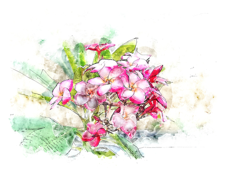 Watercolor illustration style of pink Plumeria
 flower.の写真素材