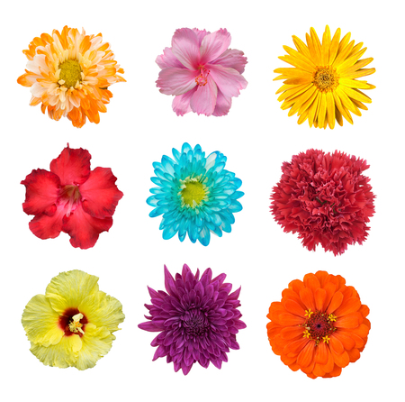 Big Selection of Various Flowers Isolated on White Background. Red, Pink, Yellow, blue Colors including rose, dahlia, marigold, zinnia, straw flower, daisy, primrose and other wildflowersの写真素材