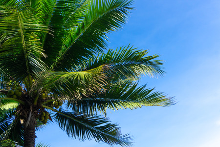 Palm trees or coconut trees against the blue sky.の写真素材