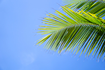 Palm trees or coconut trees leaf against the blue sky.