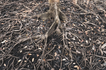 The roots of a large tree that grows bigger. The concept of growth.の写真素材