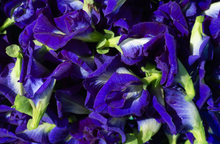 Clitoria ternatea or Fresh Butterfly pea flower background.の写真素材