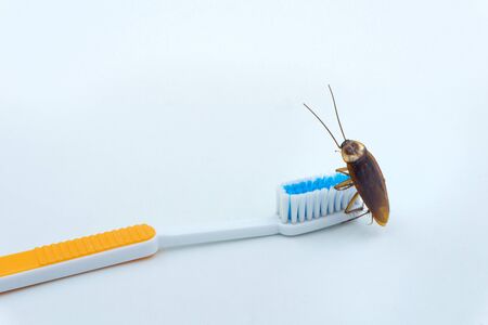Isolated on white background of Asian Cockroaches are on the toothbrush.の写真素材
