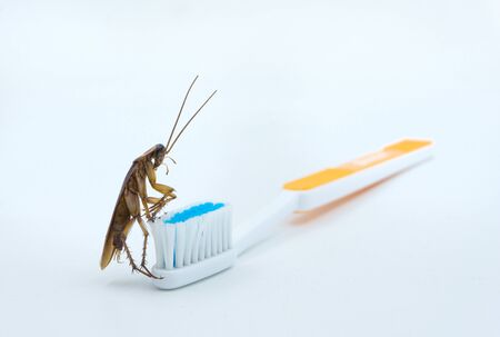 Isolated on white background of Asian Cockroaches are on the toothbrush.の写真素材
