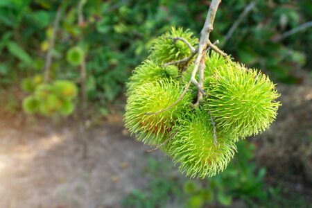 Green rambutan that is not yet ripe on rambutan tree.の写真素材
