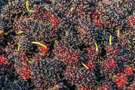 The mulberry fruits that are ripe and not ripe for health are placed in a basket.の写真素材