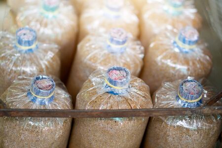 Mushroom spore bags in mushroom cultivation farms