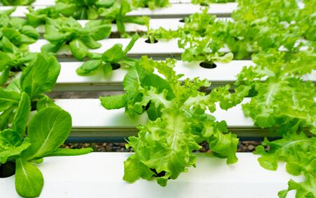 Hydroponics or Hydroculture is the method of growing plants in the nutrients that they need instead of soil. The plant foods are simply put into water instead for the plants to live in.の写真素材