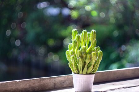 The cactus is decorated on a wooden shelf in a coffee shop.の写真素材