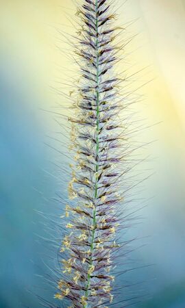 Single Poaceae Grass Flowers Close up in blue and yellow soft color tone.の写真素材